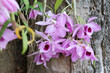 Dendrobium anosmum purple orchid blooming in the wild