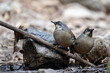 Variegated laughingthrush Drinking water in Water stream 