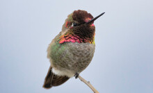 An Anna's Hummingbird Resting On A Branch