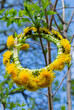 Dandelion wreath on the spring tree