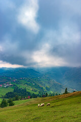 Wall Mural - Rural idyllic landscape of the small villages in the Rucar-Bran mountain area, Brasov, Romania, scattered on the wooded hills, with the Bucegi mountains in the background, in wonderful springtime day