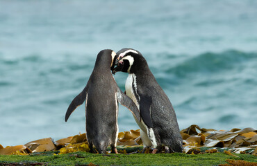 Wall Mural - group of magellanic penguins gathered on a sandy beach