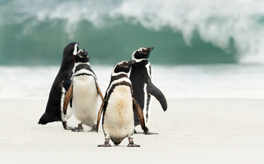Wall Mural - group of magellanic penguins on the beach
