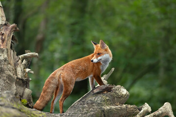 Wall Mural - Close up of a Red fox in a forest