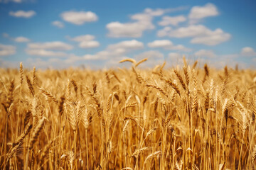 Ripening golden wheat in sunlight with blue cloudy sky. Rich harvest. Agricultural farm.