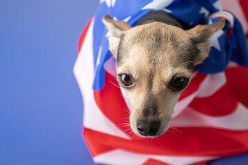 dog in the american flag, independence day, 4th of july, memorial day