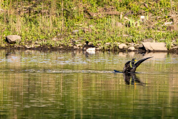 Wall Mural - ducks on the lake