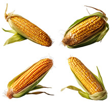Four Ripe Corn Cobs On A Transparent Background, Generative AI
