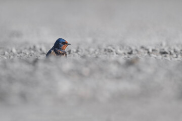 Wall Mural - Fine art portrait of the barn swallow (Hirundo rustica)