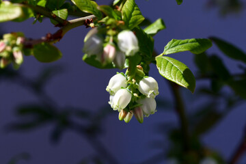 Wall Mural - Growing frost-resistant blueberries on the balcony of the apartment. In the spring.