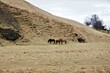 konie islandzkie, islandia