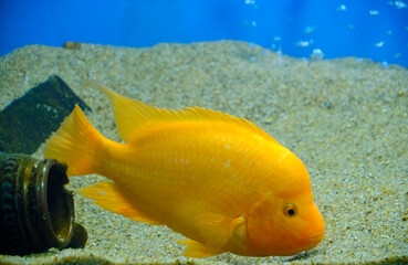 Yellow beautiful aquarium fish cichlasoma citron, lemon cichlasoma.