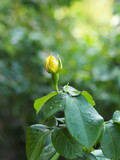 Fototapeta  - Pączek róży Rosebud