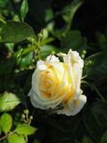 Fototapeta  - Biała róża