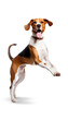 American Foxhound on a transparent background.