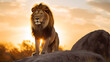 © Christian - A majestic lion perched on a rock, gazing into the distance as the sun sets behind him