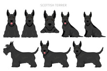 Scottish Terrier Dogs In Different Poses And Coat Colors. Adult And Puppy Scottie Set
