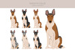 © a7880ss - Smooth Collie coat colors, different poses clipart