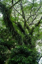 Green Plants Vines On Large Tree Trunks Give A Cool Atmosphere Typical Of Tropical Climates.