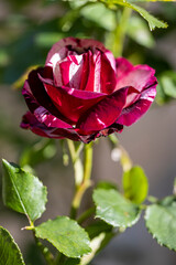 Poster - Macro de rose candy stripe