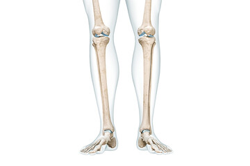 Wall Mural - tibia or shin bone with calf body contours front view 3d rendering illustration isolated on white wi