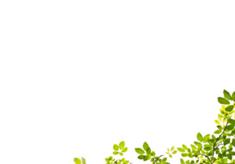 Wall Mural - green leaves branches background png