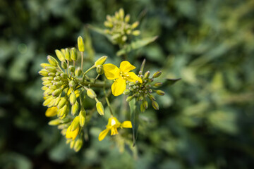 Poster - Rape plant detail - top wide angle view