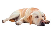 Sleepping Labrador Retriever On A Transparent Background. Generative AI