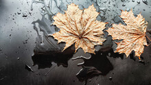 Yellow Dry Maple Leaf In Water Or A Puddle With Drops And Reflection On A Black Background. The Concept Of A Sad Autumn Day And The Withering Of Nature. Abstract Background And Texture. Partial Focus