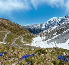 Blue Flowers In Front And Summer Stelvio Pass With Snow On Mountainside And Serpentine Road (Italy)