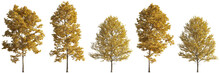 Set Of 5 Autumn Large Trees Sycamore Platanus Maple Trees Isolated Png On A Transparent Background Perfectly Cutout