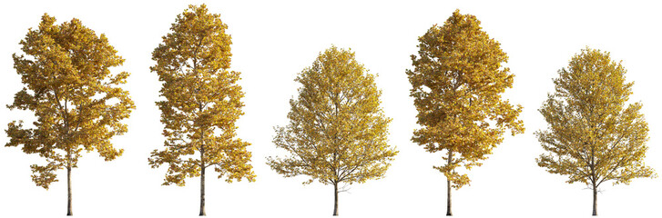 Autumn large trees sycamore platanus maple trees isolated png on a transparent background premium cutout
