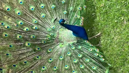 Wall Mural - the peacock spread its tail and walks on the green grass