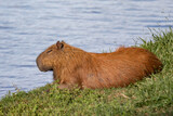 Fototapeta Sawanna - South American capybara rm closeup and selective focus