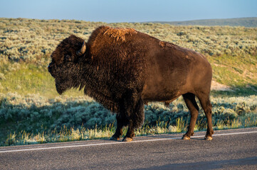 Wall Mural - Bison Stands On Roadway and Sniffs The Air