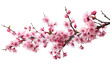 Sakura flowers blooming in springtime, a bunch of wild Himalayan cherry blossom pink flowers on tree twig, isolated 