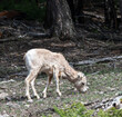One Rocky Mountain Sheep Lamb (Ovis canadensis) in a forest in Banff National Park, Alberta, Canada