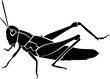 grasshopper vector