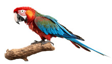 Parrot Isolated On Transparent Background Cutout Image