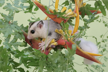 Wall Mural - A young mosaic sugar glider eating wild banana flowers. This mammal has the scientific name Petaurus breviceps.