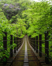 茨城県高萩市　新緑の花貫渓谷　汐見滝吊り橋