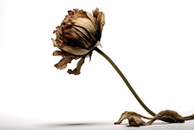 Wilted Flower Isolated On White, Fragility Of Life. Generative AI