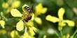 abeille sur fleur de colza