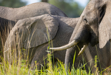 Wall Mural - Elephant herd grazing on grassland in South Luangwa national park, Zambia