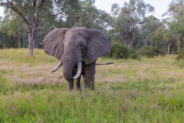 Wall Mural - Single Elephant grazing in its natural African bush land habitat