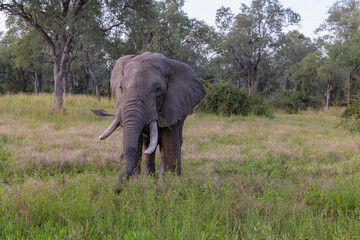 Wall Mural - Single Elephant grazing in its natural African bush land habitat