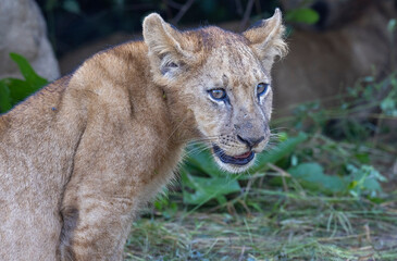 Wall Mural - Lion cub in pride resting after feeding in natural African habitat