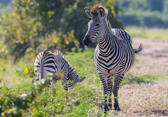 Wall Mural - Close up of wild zebra with foal in natural African habitat 