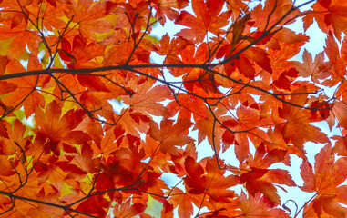 Poster - red maple autumn foliage background