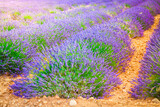 Fototapeta Lawenda - Lavender summer field
